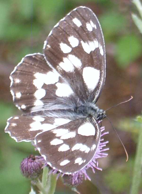 farfalle da identificare